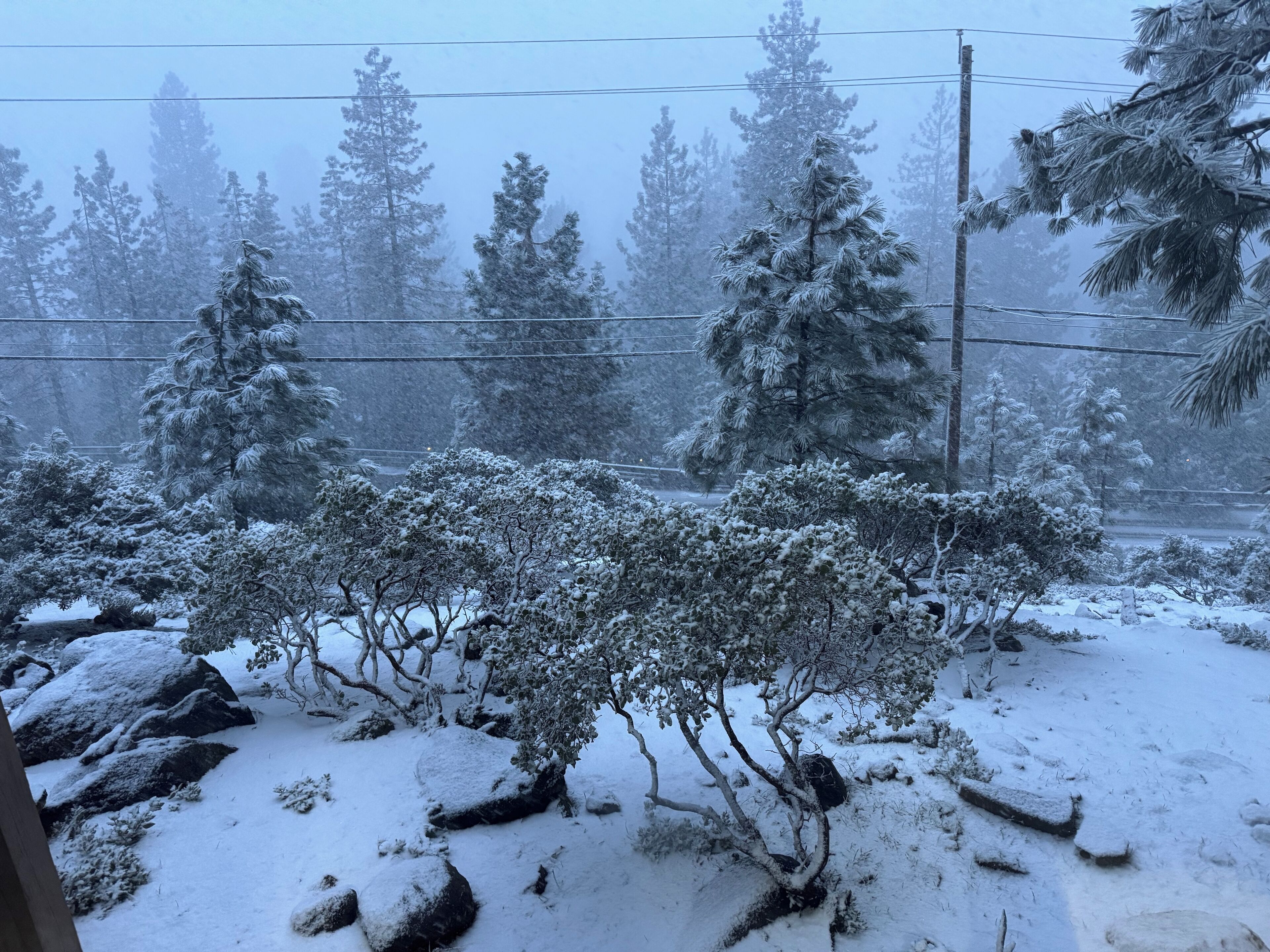 Een besneeuwd landschap met bomen en struiken, alles bedekt met sneeuw.