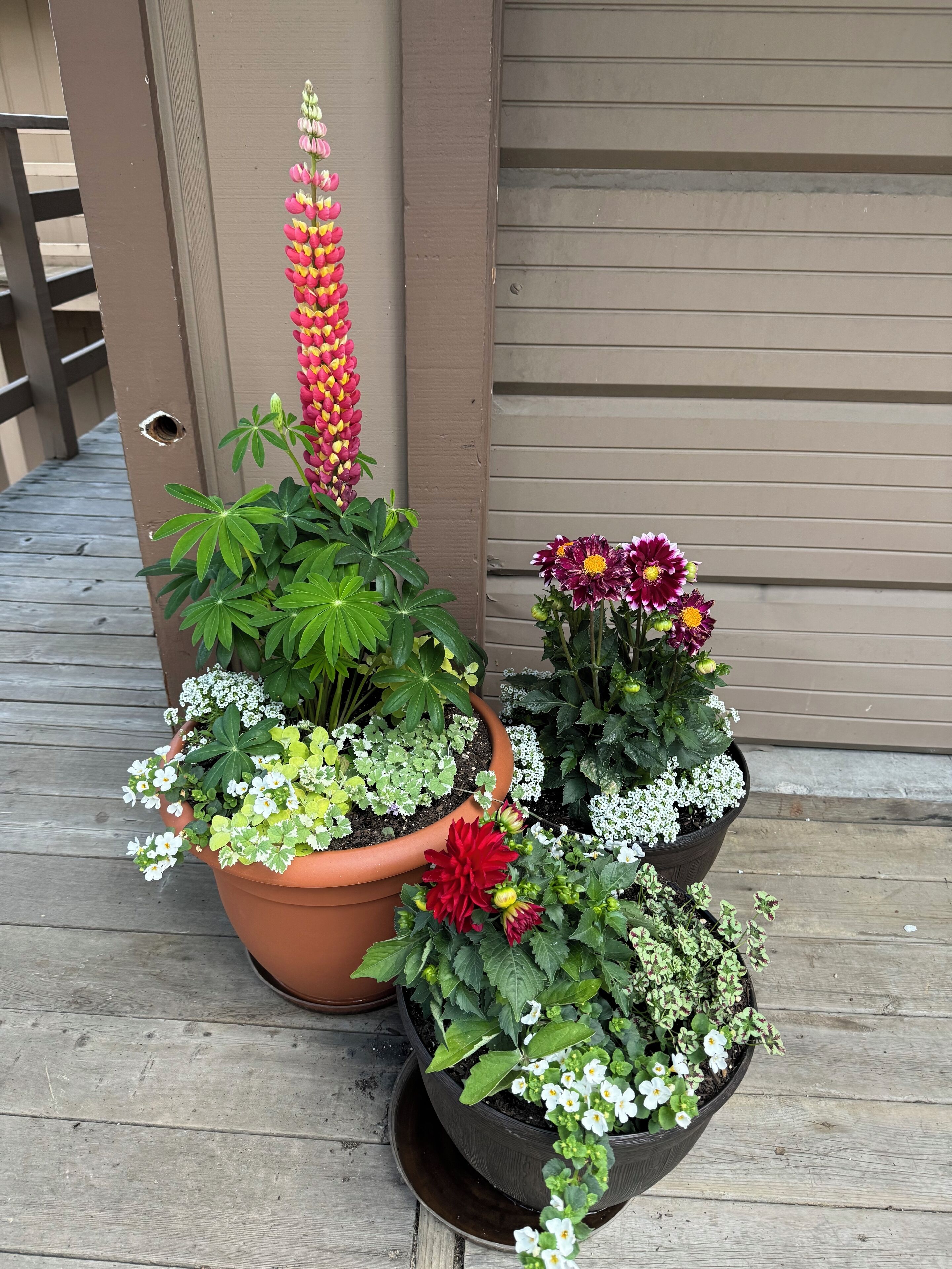 Três vasos com plantas diversas, flores e folhagem sobre um deck de madeira.