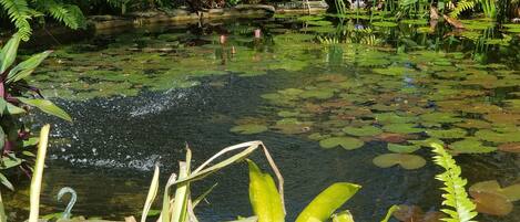 Un estanque rodeado de abundante vegetación y diversas plantas.
