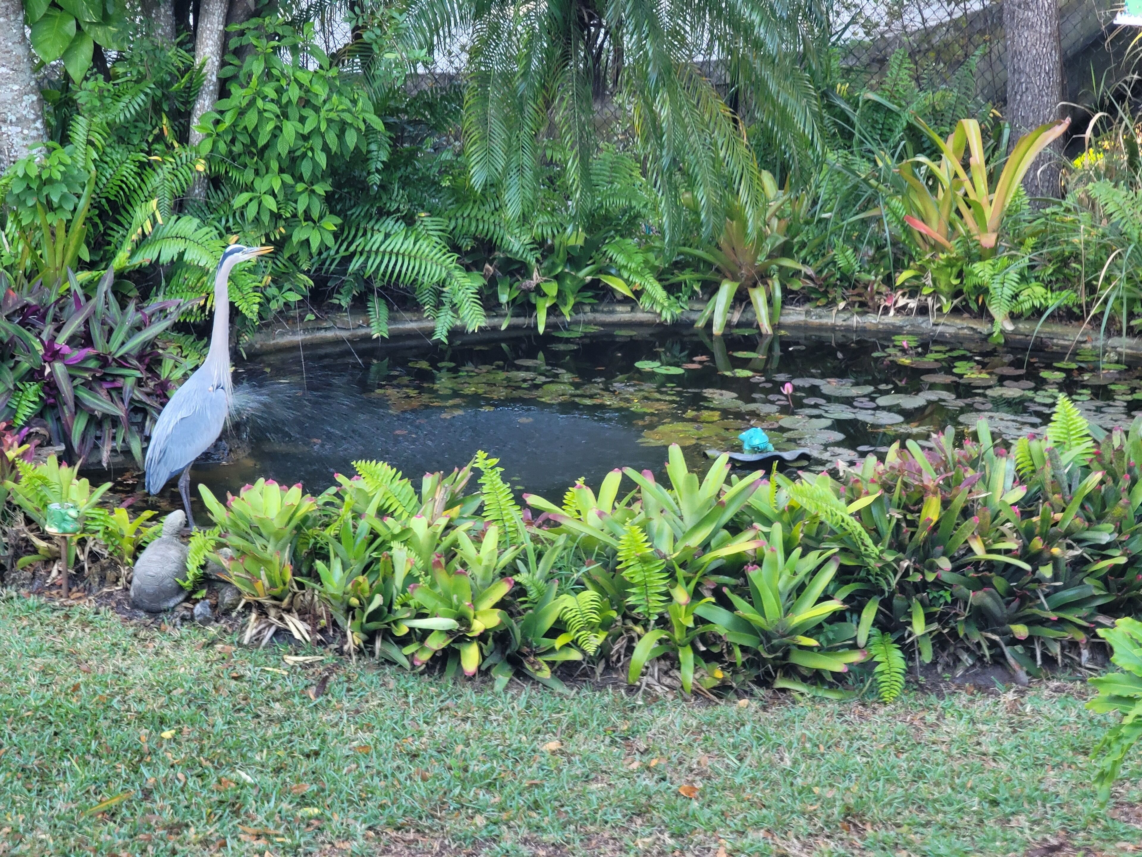 A pond surrounded by lush greenery and a large bird.