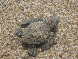 A turtle on a beach with small pebbles. - Casa Spadaro - Luxury Amara Beachfront Penthouse with private rooftop terrace (Ixtapa Zihuatanejo)
