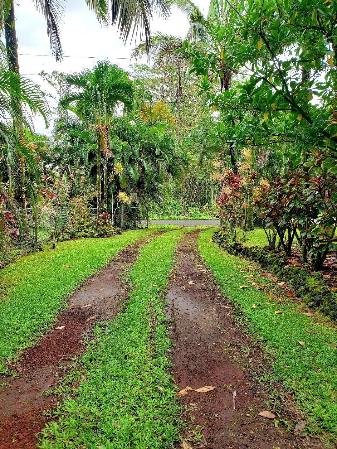 Un vialetto in giardino, circondato da vegetazione rigogliosa e palme.