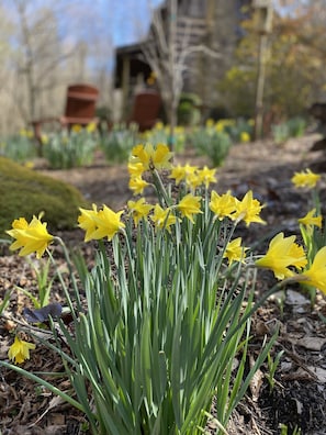 Early Spring the daffodils, azaleas and butterflies abound.