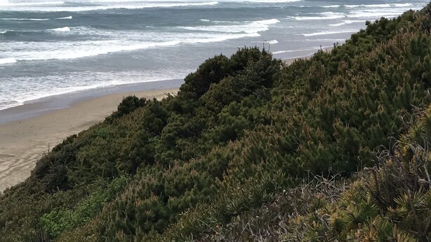 A coastal landscape with a beach, ocean waves, and a forested hill. - Beverly beach delight (Newport)