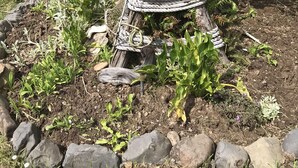A garden with a wooden structure labeled "Finestre House 12167 NE Benton" surrounded by rocks and plants. - Beverly beach delight (Newport)