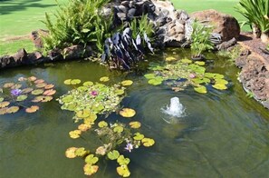 A pond with lily pads and rocks, surrounded by greenery.