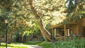 A pathway leading to a wooden house with a porch, surrounded by lush greenery and a large tree. - SV113 - Walk to Lifts & Town - Hot Tub & Pool (Ketchum)