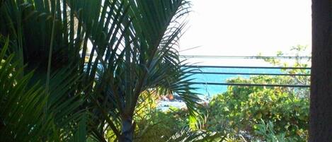 ビーチ / オーシャン ビュー