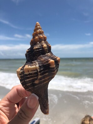 Eine Hand hält eine Muschel mit kegelförmiger Form, verziert mit dunklen und hellen Streifen, vor dem Hintergrund eines Strandes mit Wellen.