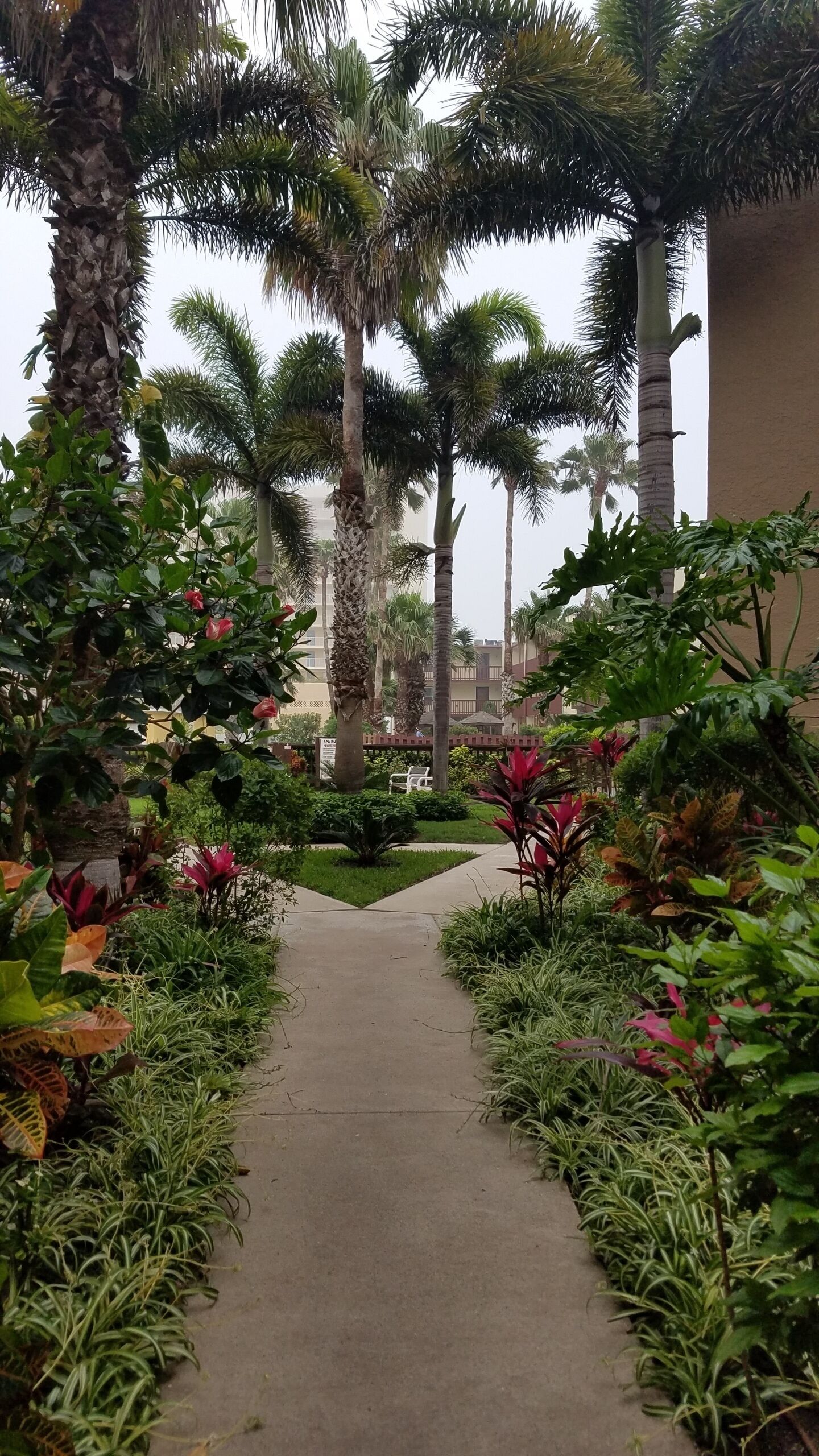 A pathway flanked by lush greenery and palm trees, leading towards a building with a beige facade.