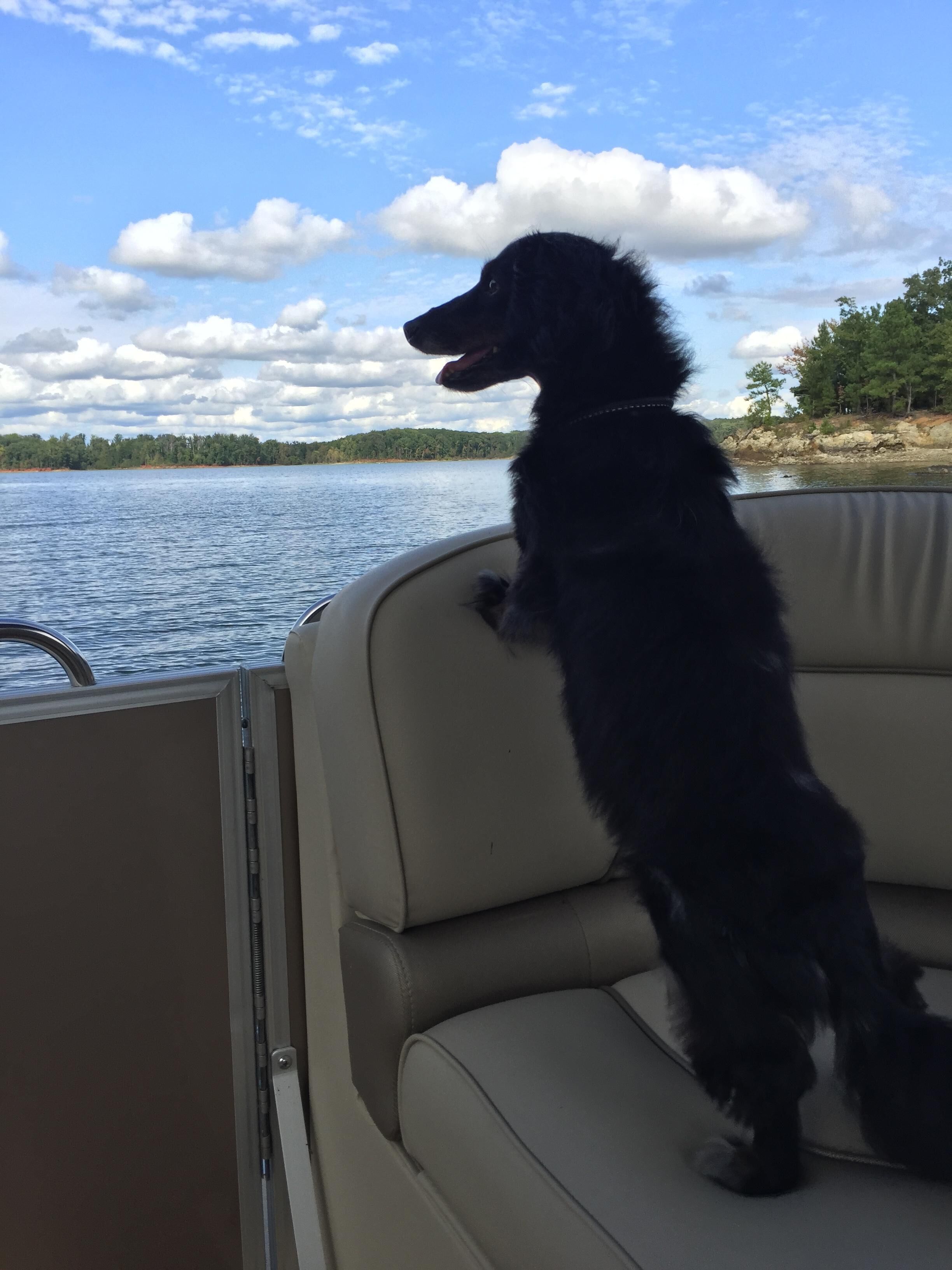 Un chien noir se tient sur le bord d’un bateau, surplombant une étendue d’eau, avec des arbres et un ciel nuageux en arrière-plan.
