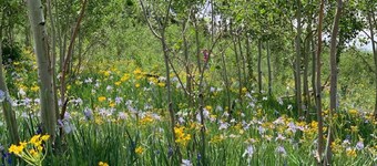 Quiet & Spacious Rim Village Townhome, Views, 2 King Beds, Community Pool/Spa