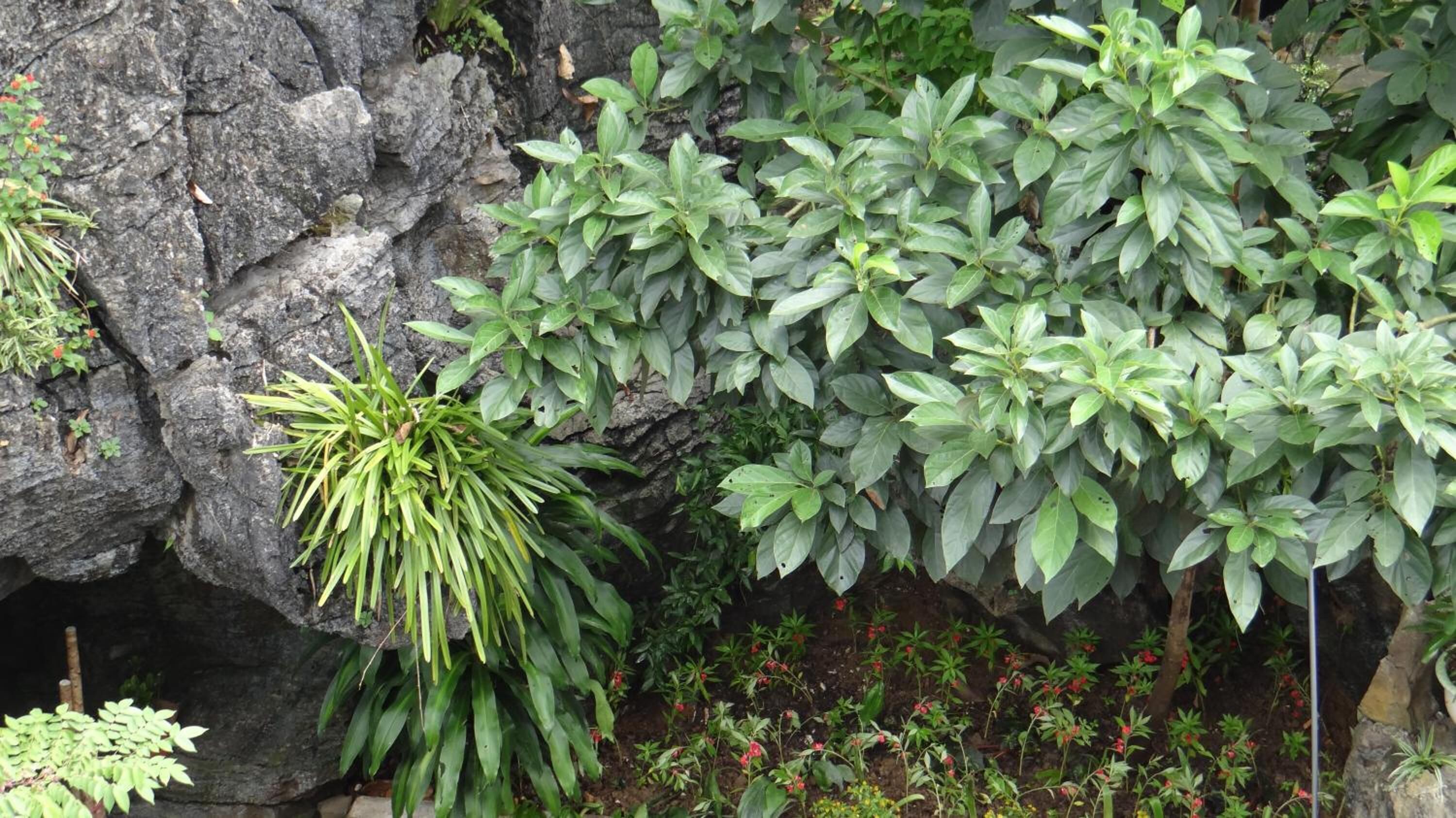 Un jardín de rocas con diversas plantas y una pequeña estructura parecida a una cueva.