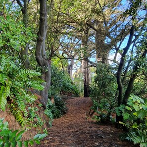 A forested path with trees and foliage. - Opunake Beach Kiwi Holiday Park (Opunake)