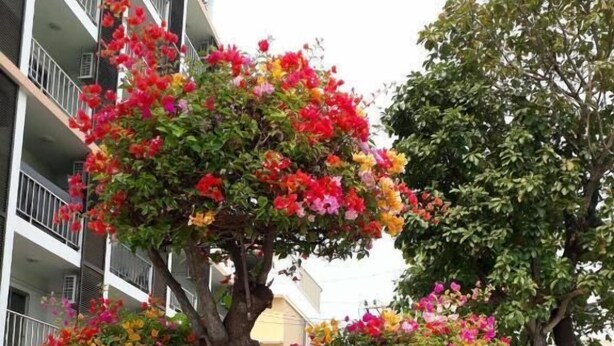 A tree with colorful flowers in front of a building with balconies. - Taweesuk Residence (Samut Sakhon)