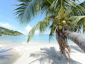 Une plage avec un palmier et des noix de coco, une eau d’un bleu limpide et, au loin, une colline parsemée de bâtiments.