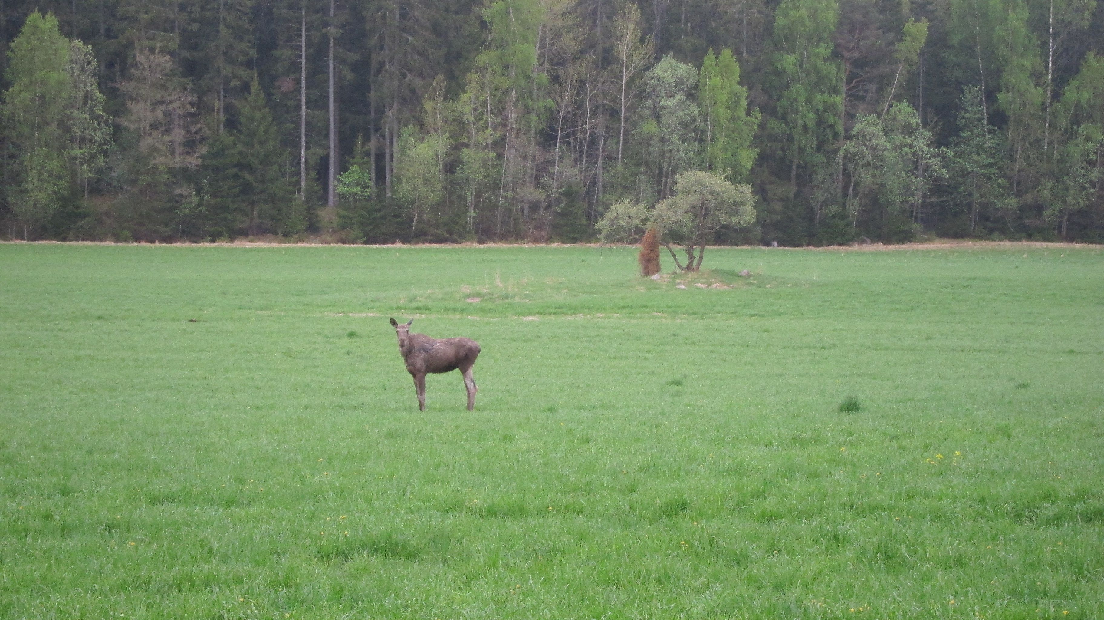 A grassy field with a single moose in the foreground and a tree in the background.