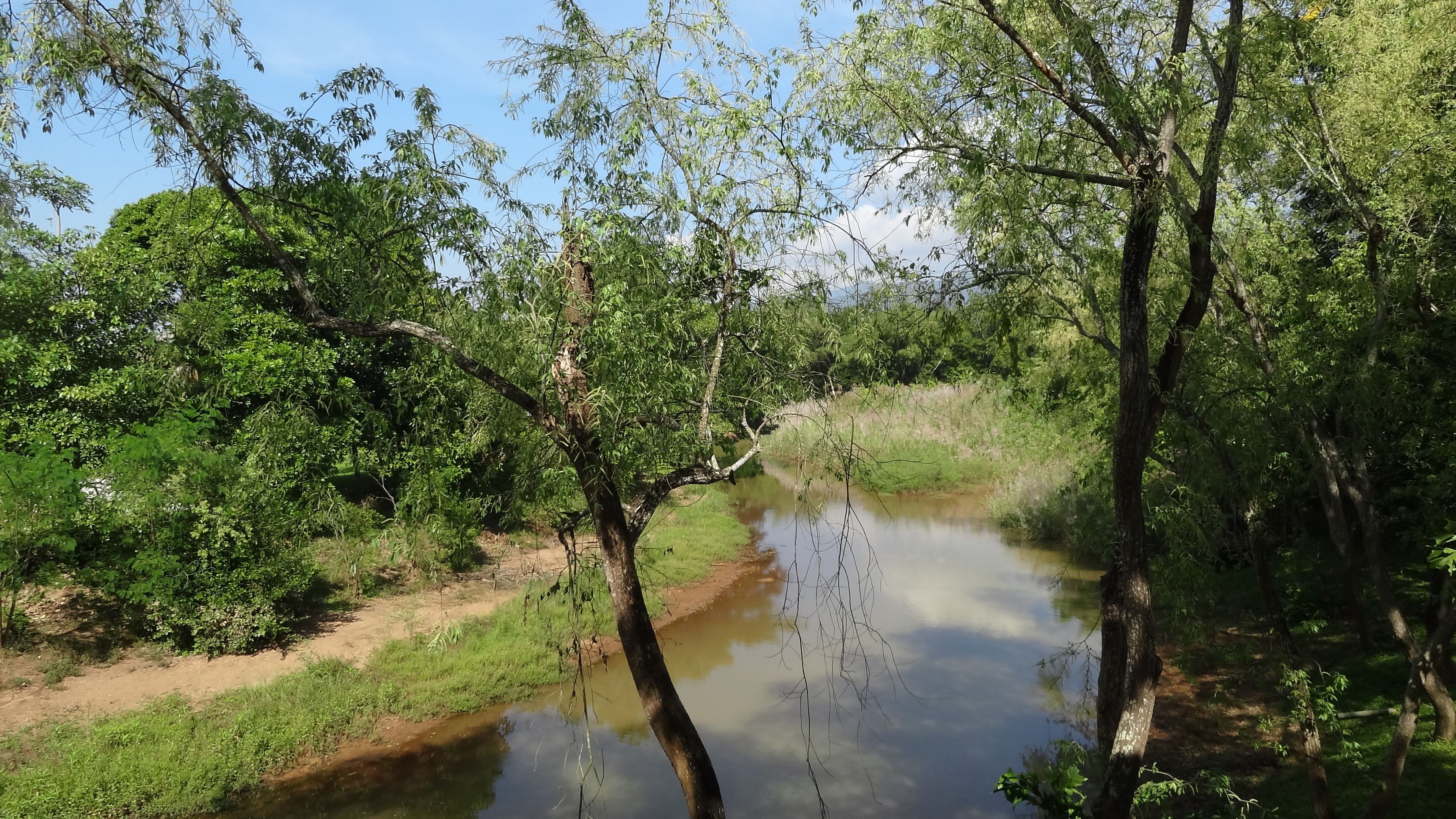 Un río que atraviesa un bosque denso, bordeado de árboles a ambos lados.