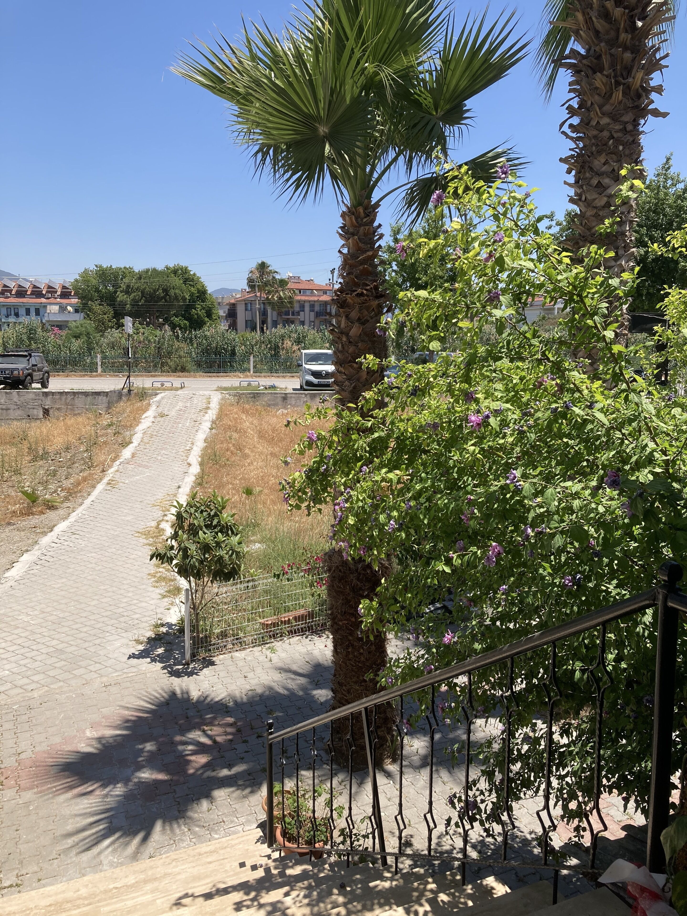A paved pathway leading to a building with a metal railing and a palm tree.