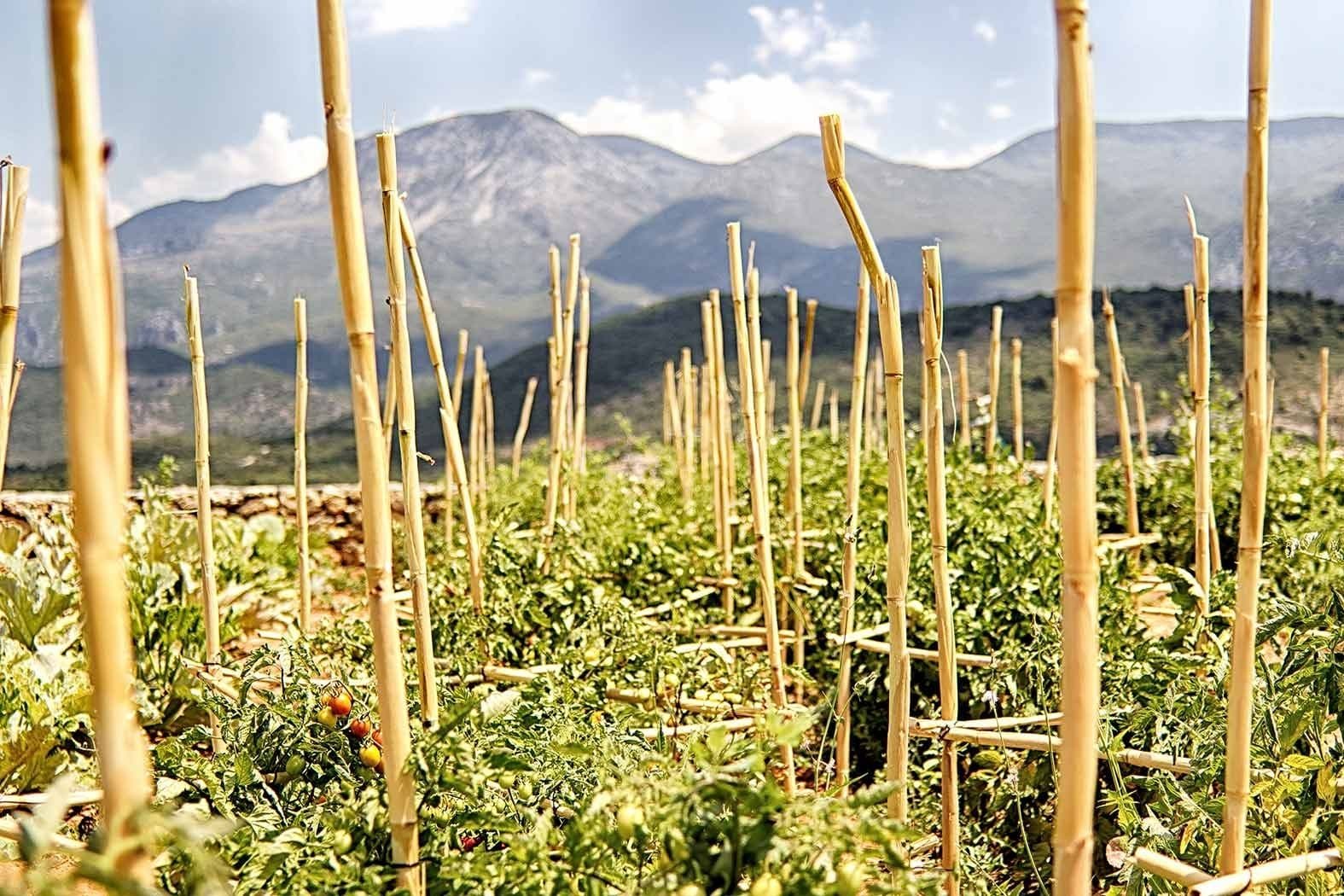 A garden with bamboo supports and tomato plants, with a mountainous backdrop.