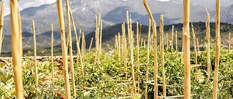 A garden with bamboo supports and tomato plants, with a mountainous backdrop.