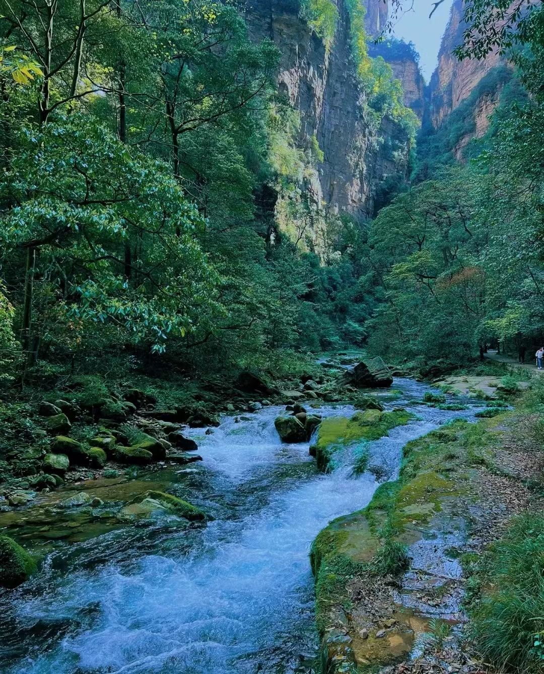 A river flowing through a forested canyon with rocky terrain and dense vegetation.