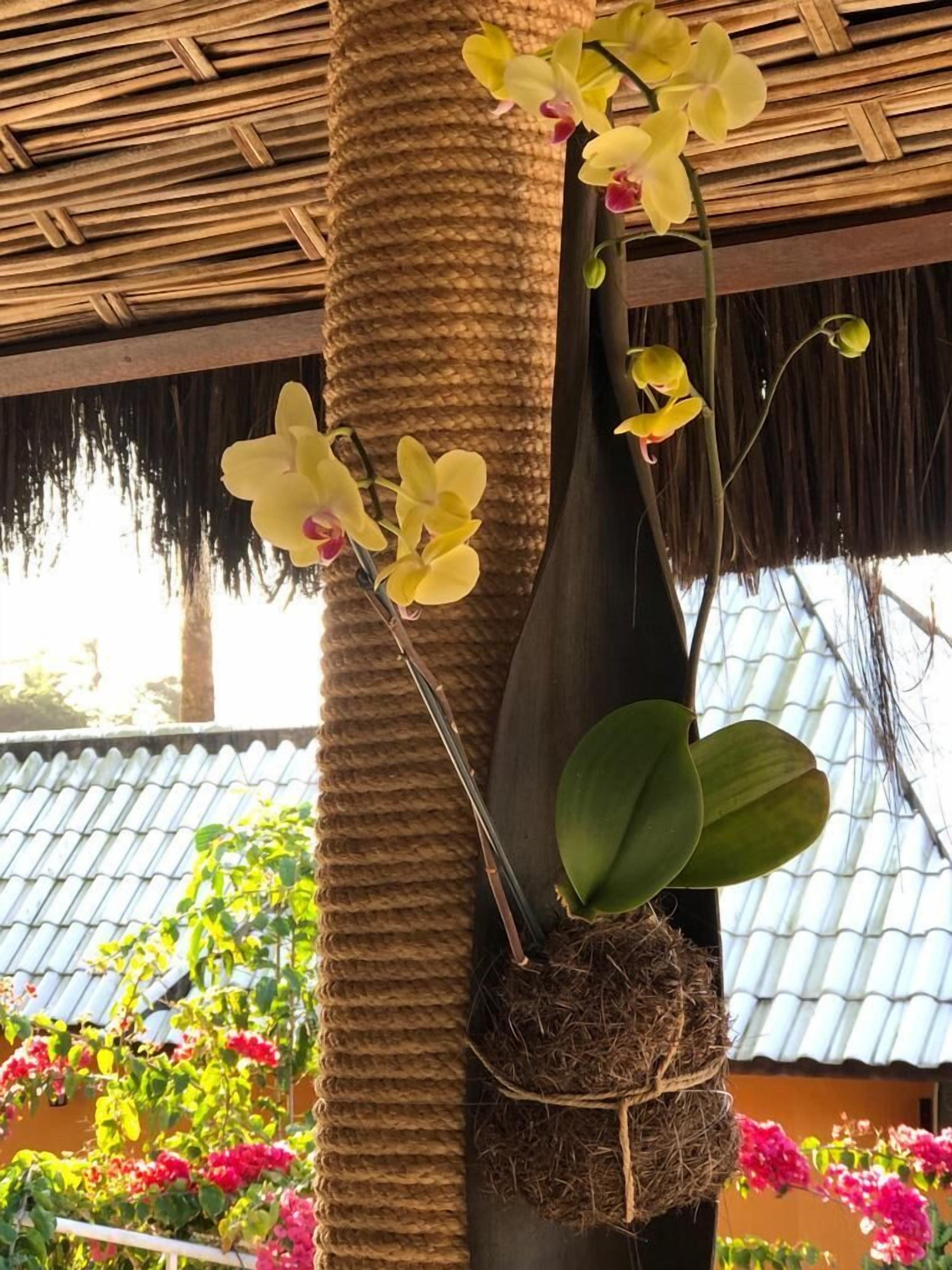 Une plante orchidée en pot, dont la base est un panier tressé, placée devant un décor composé d’un toit de chaume et d’un toit recouvert de tuiles.