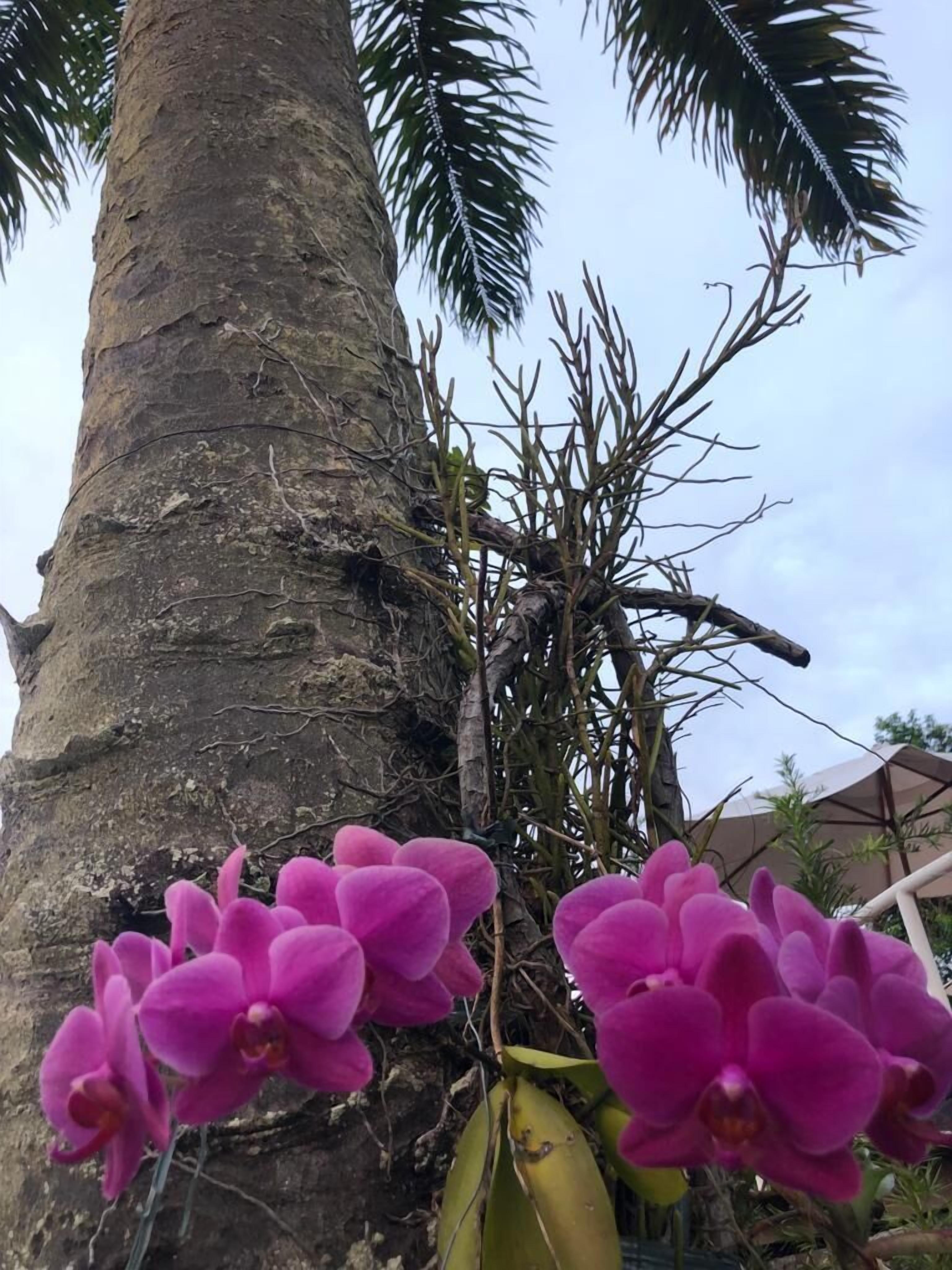 A tree trunk with a cluster of pink orchids at its base.