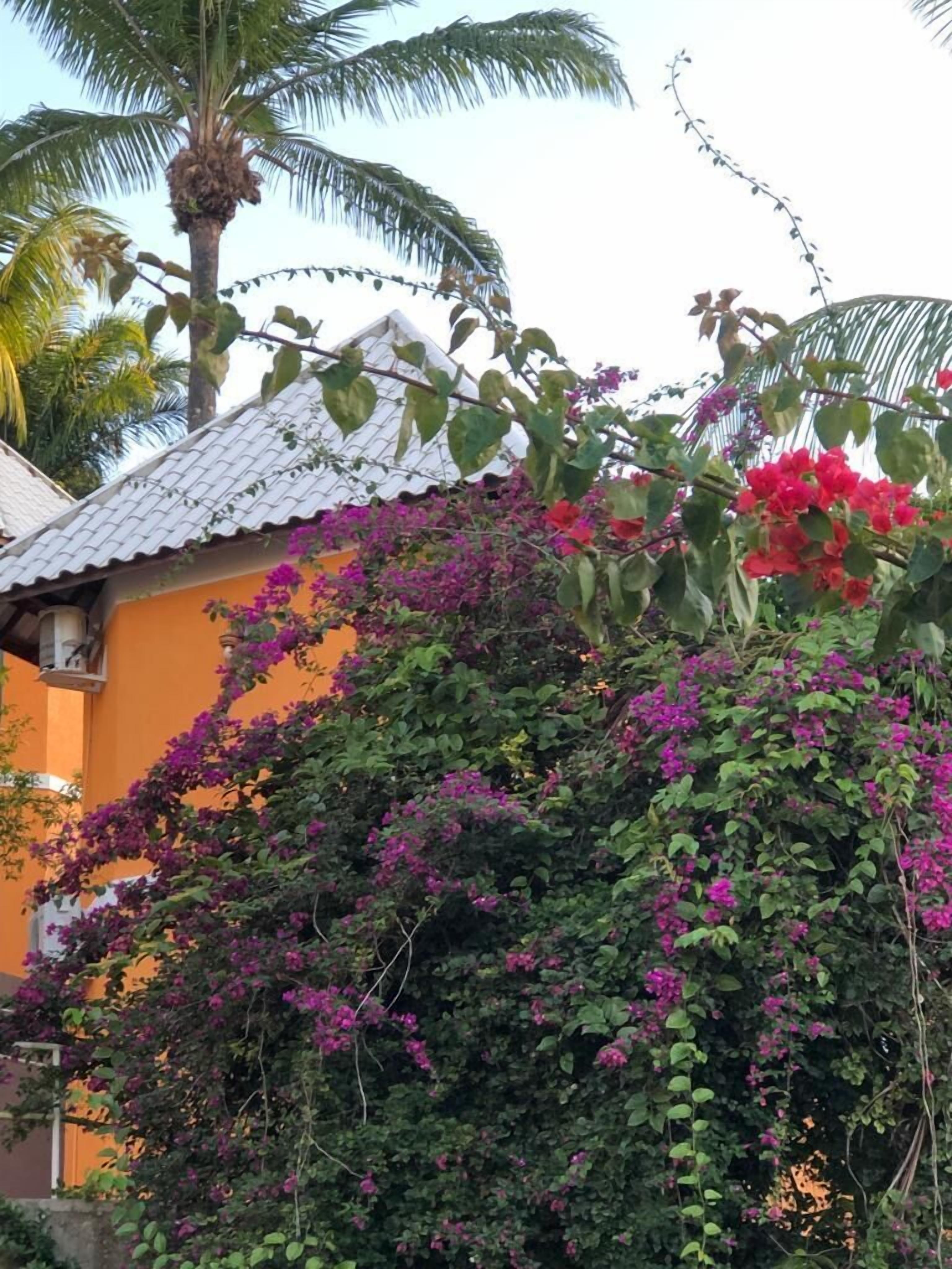 A house with a tiled roof and a vibrant orange wall, partially covered by purple bougainvillea vines.