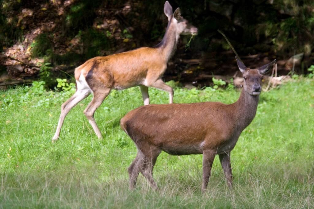 Photo - Nashira Kurpark Hotel