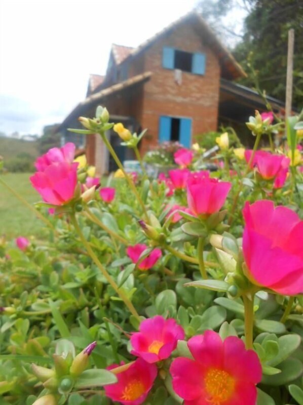 Une maison aux murs en briques et aux volets bleus, entourée d’un jardin où poussent des fleurs roses.