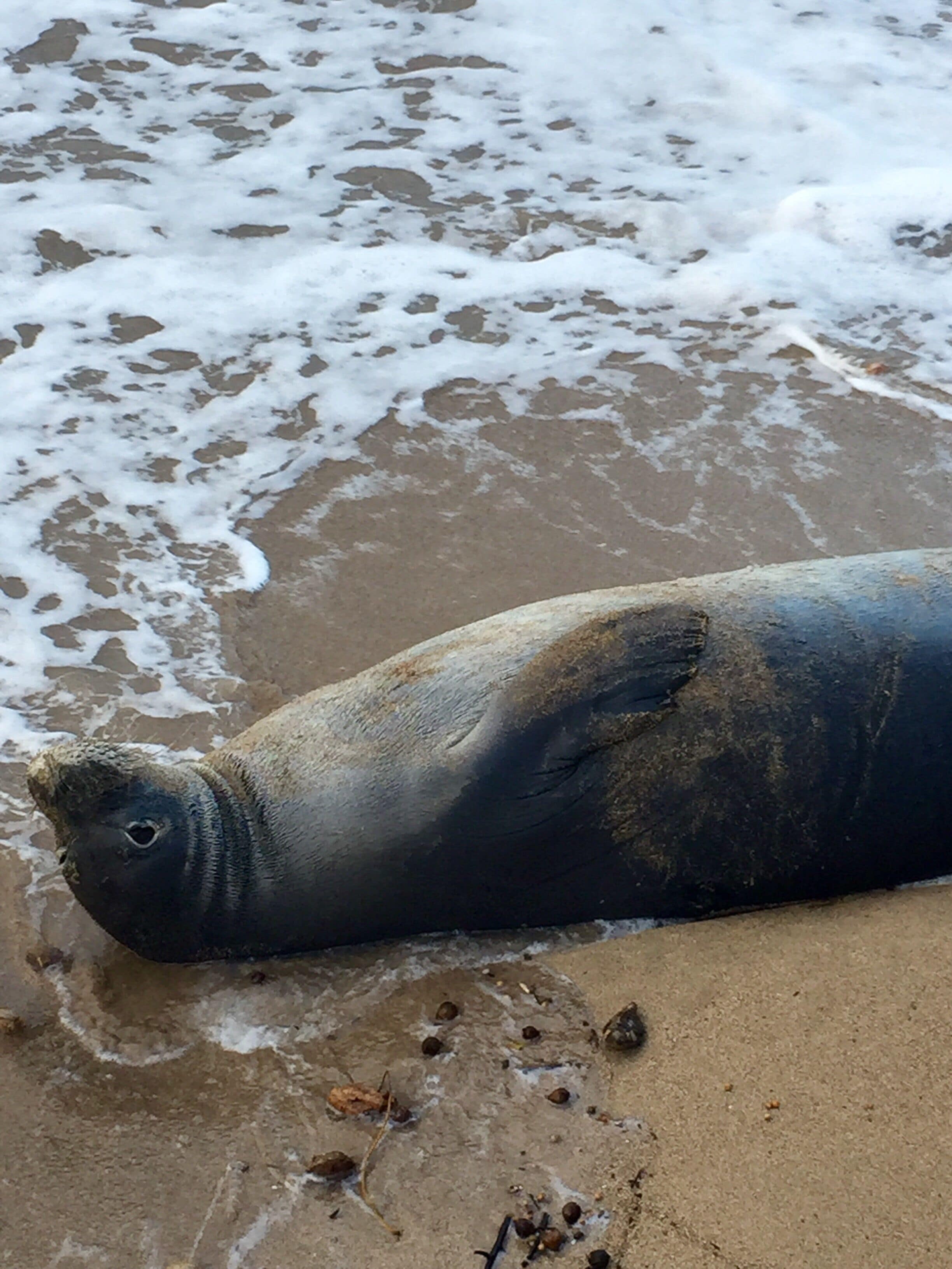 A seal on a sandy beach with waves in the background.
