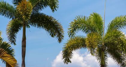 PARHAIN RANNOSTUSPAIKKA LAHAINA 95+ 5 tähden arvosteluissa * Ei lomamaksua 4 dollaria pk