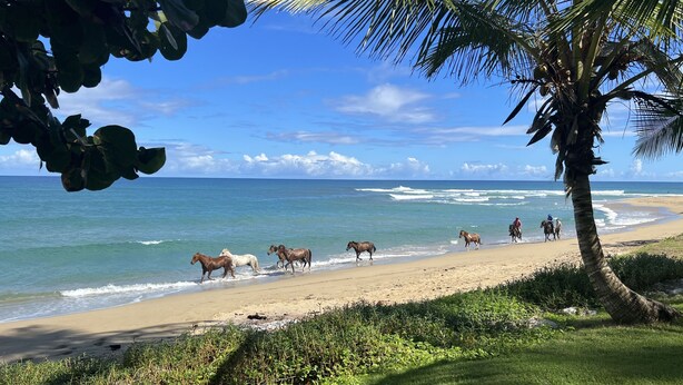 Une plage avec des chevaux et des cavaliers, des palmiers et des vagues de l’océan.