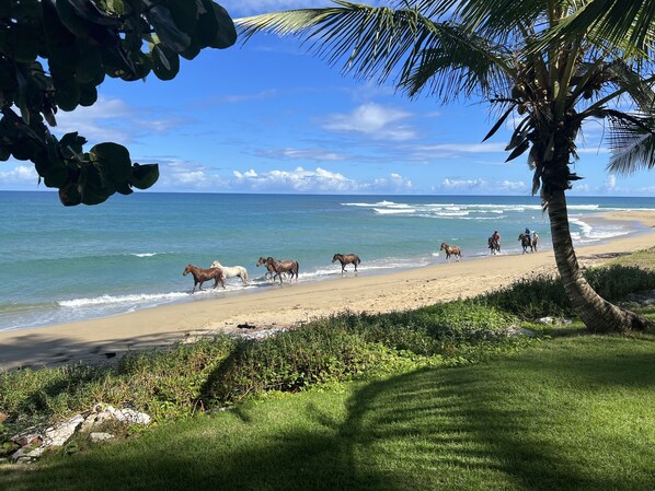 Ein Strand mit Pferden und Reitern, Palmen und Wellen.
