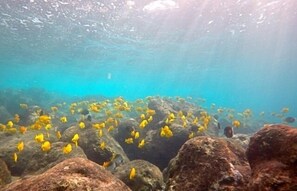 An underwater scene with yellow fish swimming around rocks. - Must see! Spectacular Direct Oceanfront Corner Unit  (Kailua-Kona)