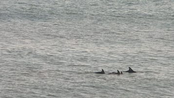 Na praia, espreguiçadeiras