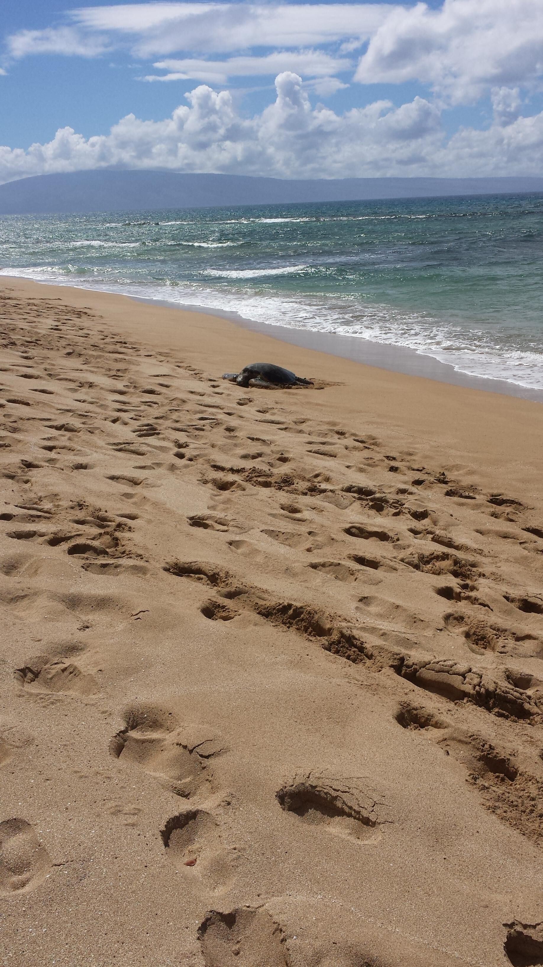 Plage à proximité, chaises longues, serviettes de plage