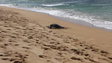 Plage à proximité, chaises longues, serviettes de plage