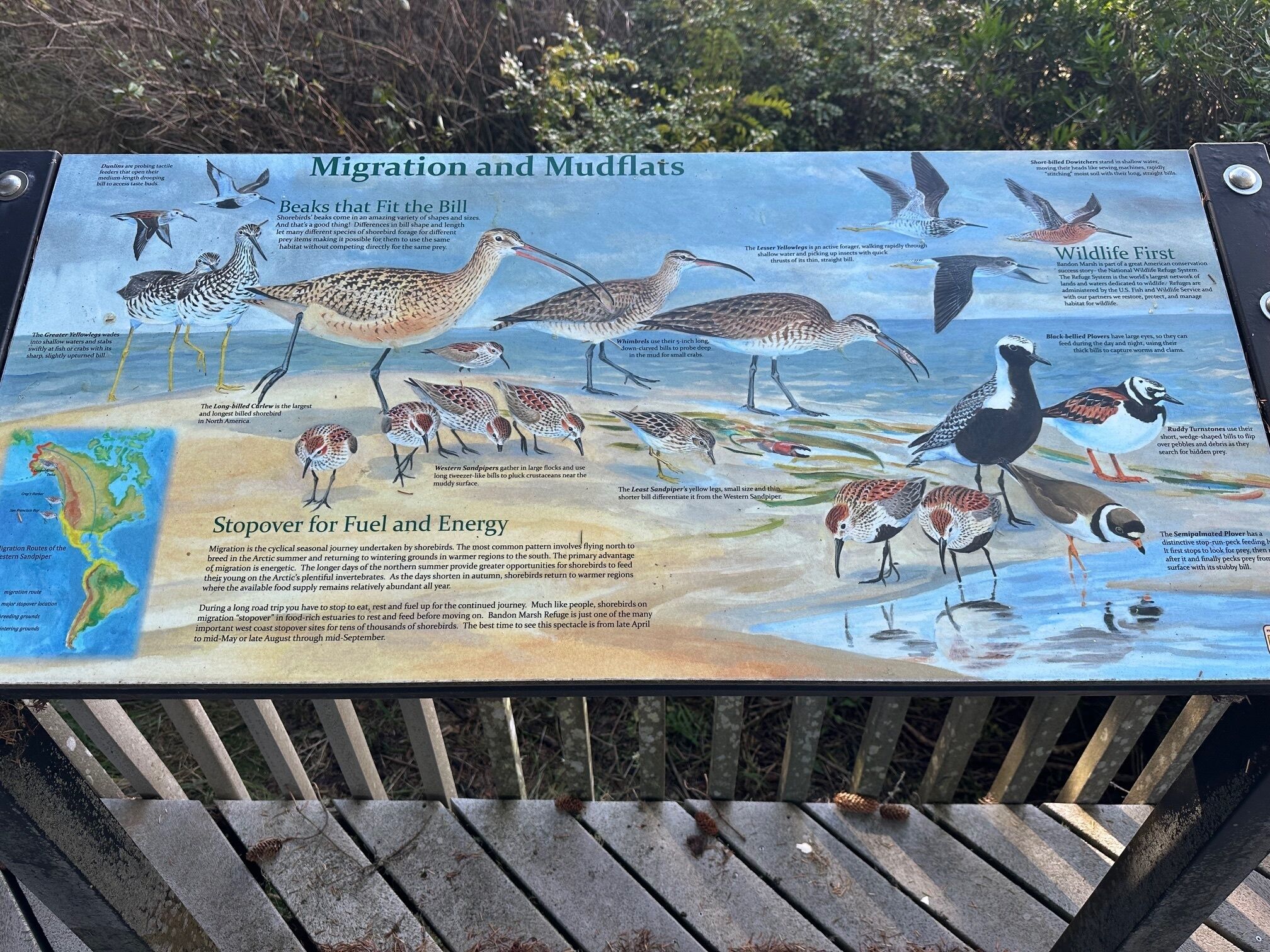 Un cartel informativo detallado sobre la migración y los hábitos alimenticios de las aves playeras, con ilustraciones de distintas aves y sus comportamientos.