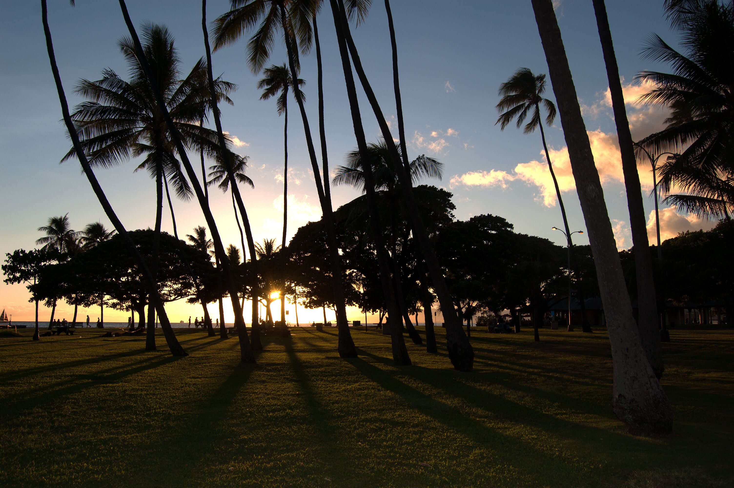 A park with palm trees and a sunset in the background.