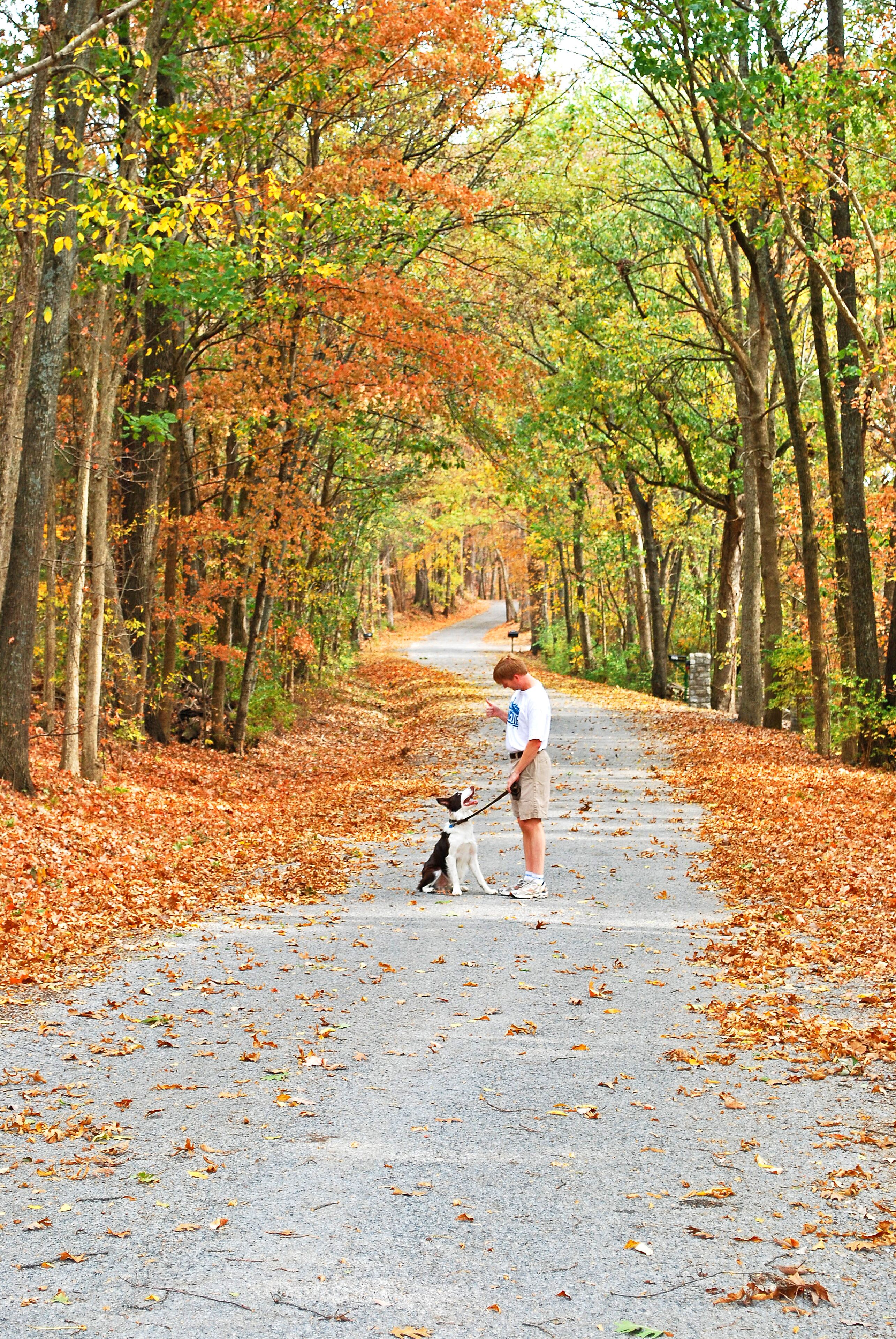 Ein gepflasterter Weg, gesäumt von Bäumen im Herbstlaub, eine Person mit einem Hund unterwegs.