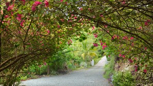 A gravel path flanked by lush greenery and pink flowers, leading to a white building.