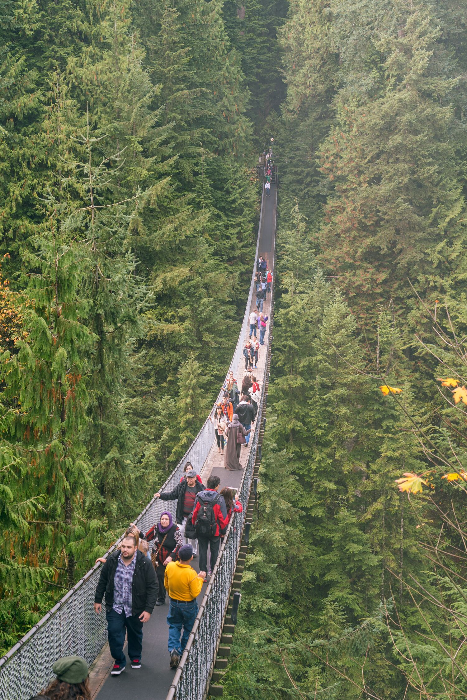 A suspension bridge surrounded by dense forest.