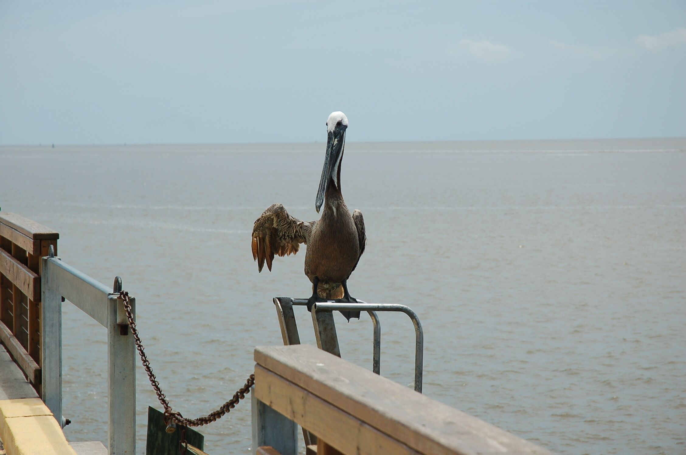 A pelican perched on a metal railing by a body of water.