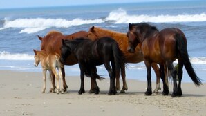 A beach with horses standing on the sand near the ocean. - TIKI POOL & SPA, GOLF CART, KAYAK, WATERFALL, FIREPIT EXCELLENT LIGHTHOUSE VIEWS (Corolla)