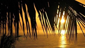 A sunset over a calm sea with palm trees silhouetted against the sky. - Beach-Front Penthouse • Private Rooftop Deck • Steps to Beach • Remodeled 2025 (Sanibel)