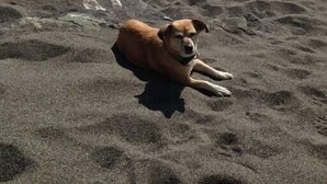 A dog lying on a sandy beach with large rocks and a prominent rock formation in the background.