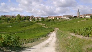 Un vignoble avec des rangées de vignes, un chemin de terre et une ville avec des maisons et une église en arrière-plan.