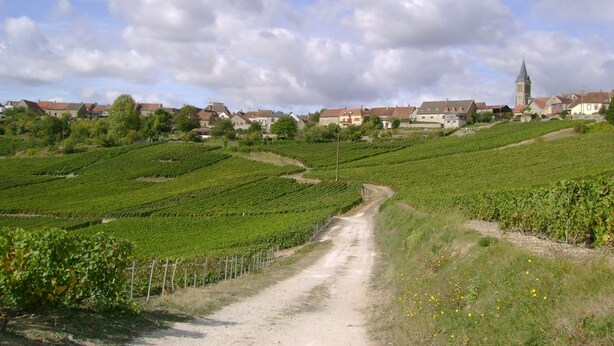 A vineyard with rows of grapevines, a dirt path, and a town with houses and a church in the background. - Charming home in Champagne Vineyards Near sezanne (Broyes)